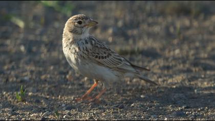 Turkestan Short-toed Lark