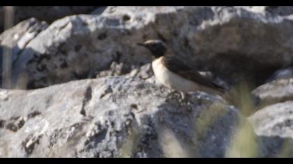 Red-tailed Wheatear