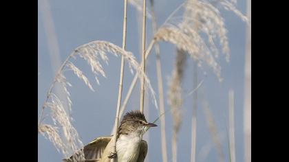 Büyük kamışçın