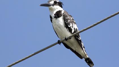 Alaca yalıçapkını