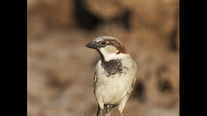 House Sparrow