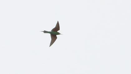 Blue-cheeked Bee-eater