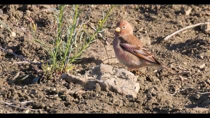 Mongolian Finch