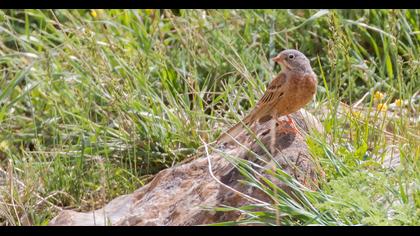 Grey-necked Bunting