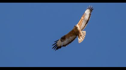 Long-legged Buzzard