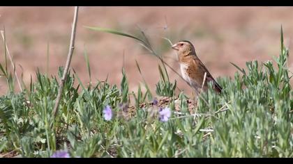 Eurasian Crimson-winged Finch