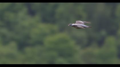 Common Wood Pigeon