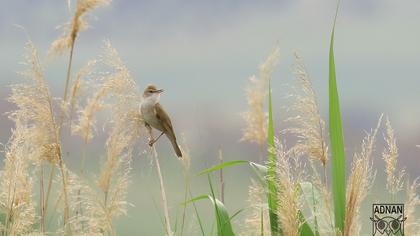 Great Reed Warbler