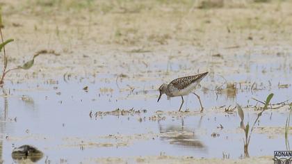 Wood Sandpiper
