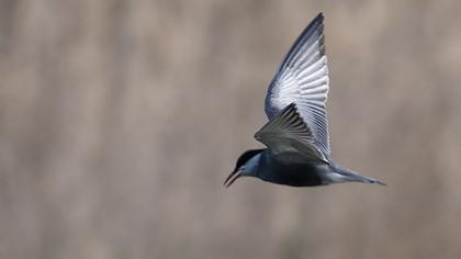 Whiskered Tern