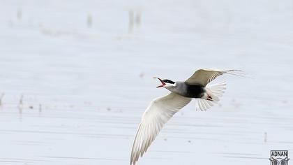 Whiskered Tern