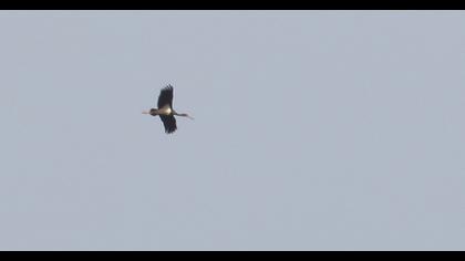 Black Stork