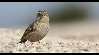 Rock Sparrow