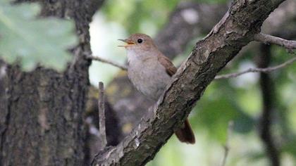 Common Nightingale