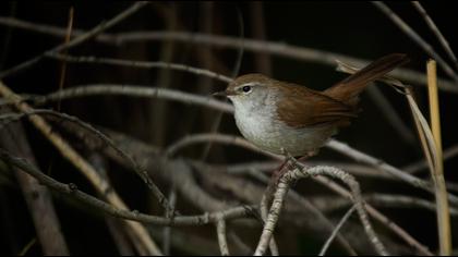 Cetti`s Warbler