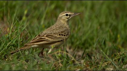 Tawny Pipit