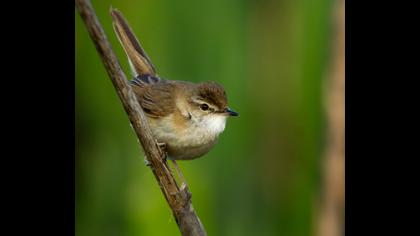 Paddyfield Warbler
