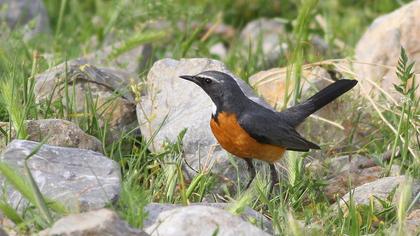 White-throated Robin