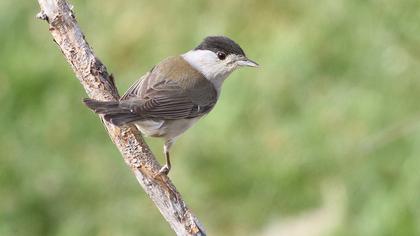 Eurasian Blackcap