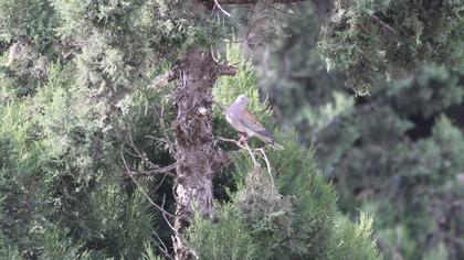 European Turtle Dove