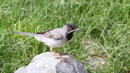 Rüppell`s Warbler