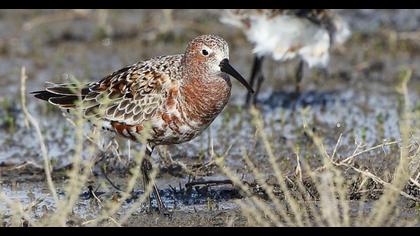 Curlew Sandpiper