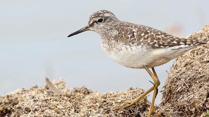 Wood Sandpiper