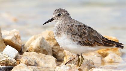 Temminck`s Stint