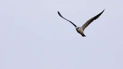 Black-winged Kite