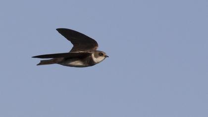 Sand Martin