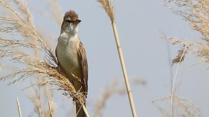 Great Reed Warbler