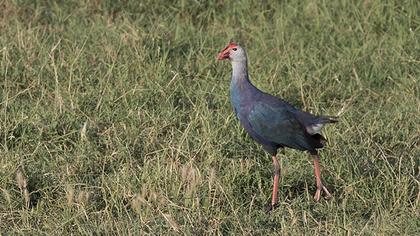 Purple Swamphen