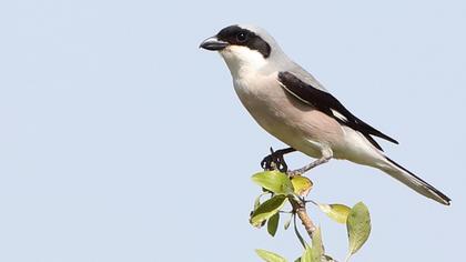 Lesser Grey Shrike