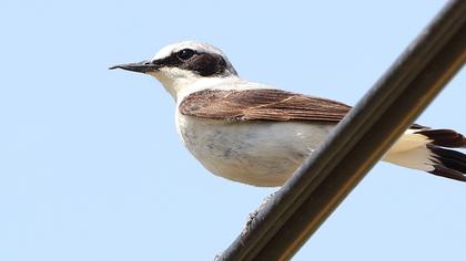 Northern Wheatear