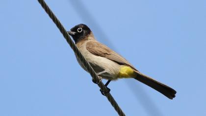 White-spectacled Bulbul