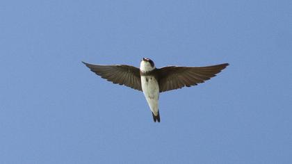 Sand Martin