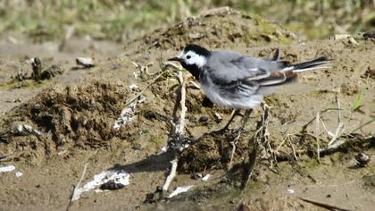 White Wagtail