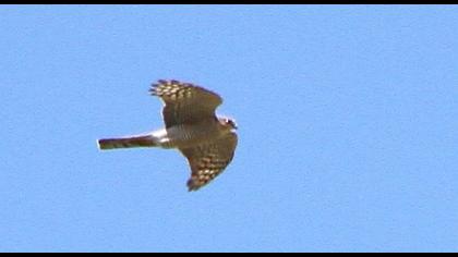 Eurasian Sparrowhawk