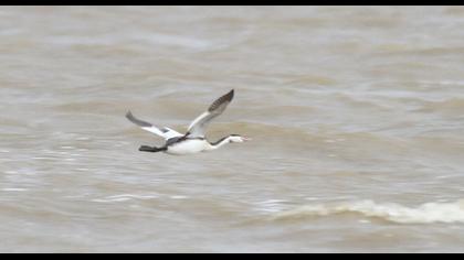 Great Crested Grebe