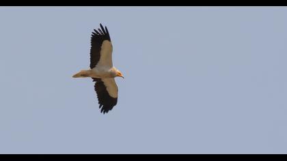 Egyptian Vulture