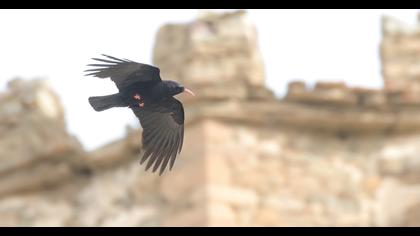 Red-billed Chough