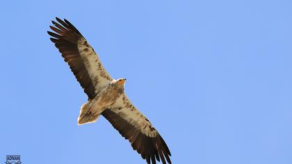 Egyptian Vulture