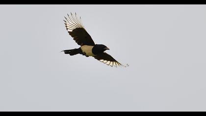 Eurasian Magpie