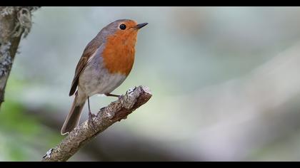 European Robin