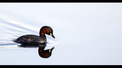 Little Grebe
