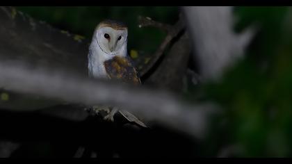 Western Barn Owl