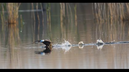 White-headed Duck