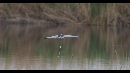 Black-crowned Night Heron