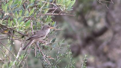 Olive-tree Warbler