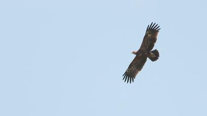Lesser Spotted Eagle
